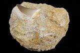 Mosasaur (Prognathodon) Tooth In Rock #70462-2